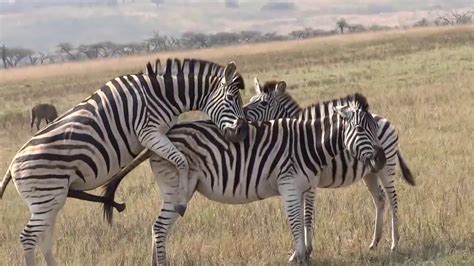 Animals mating videos - Excellent zebra loving video for everyone | Zebra kindness video :This video is about zebras, some zebras are having a loving moment in the field, it's a ve...